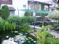 Teich Teich